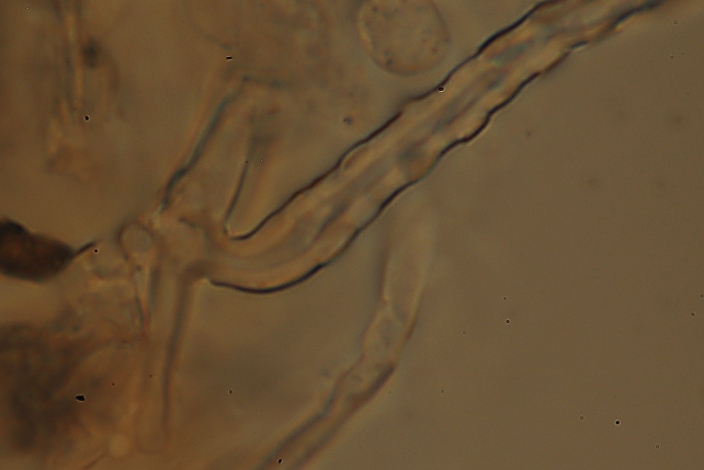 Subulicystidium longisporum (Patouillard) Parmasto
